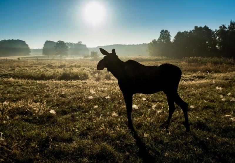 Picture: Wildlife Park Schorfheide with Climbing Park