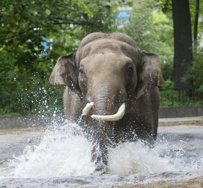 Foto: Zoo Berlin