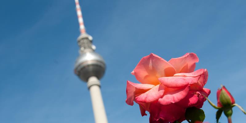 Picture: Wedding in the TV Tower