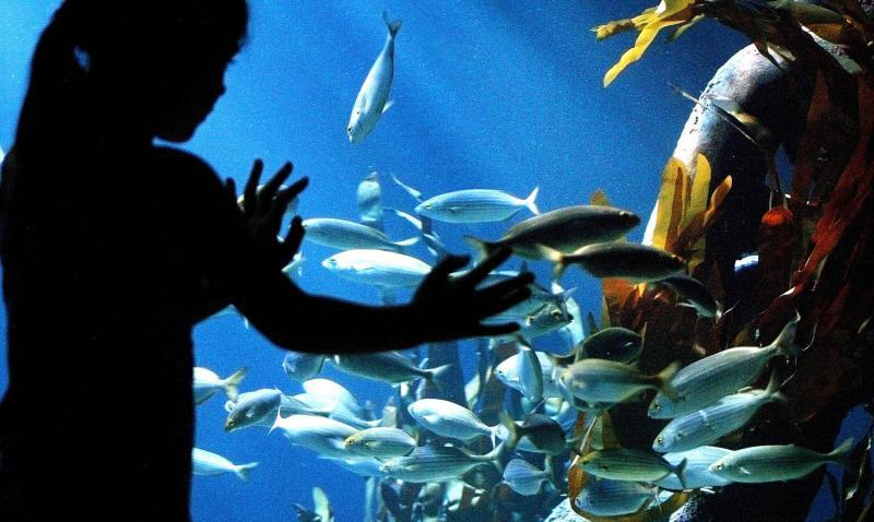 Foto: AquaDom & SEA LIFE