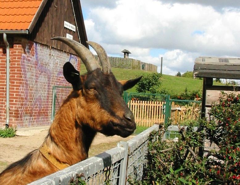 Foto: Tierhof Alt-Marzahn