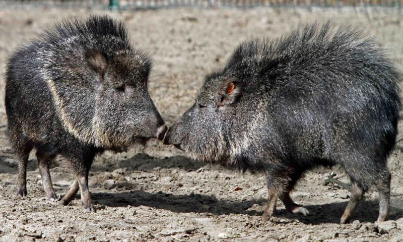 Foto: Tierpark Berlin-Friedrichsfelde