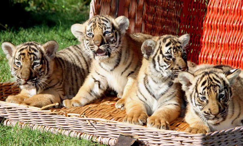 Foto: Tierpark Berlin-Friedrichsfelde