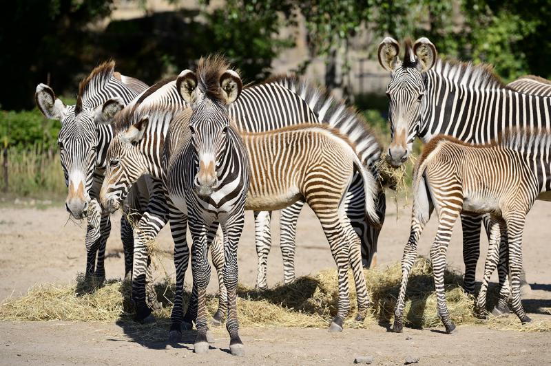 Foto: Tierpark Berlin