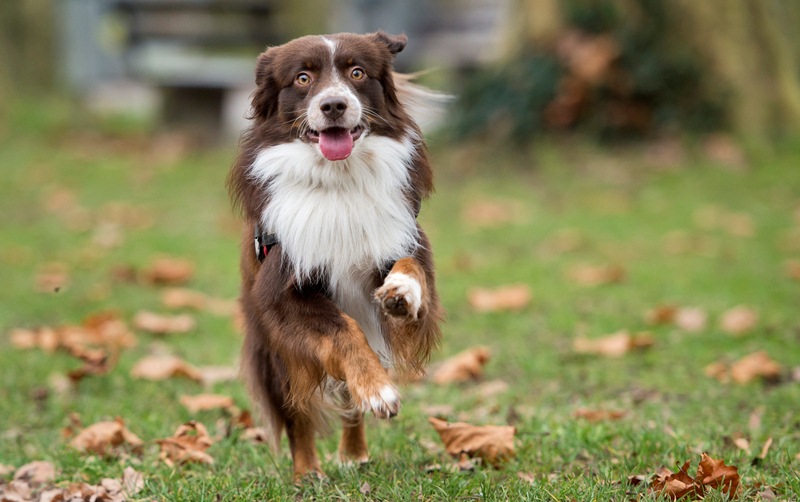 Foto: Hundeauslaufgebiet Stadtpark Spandau