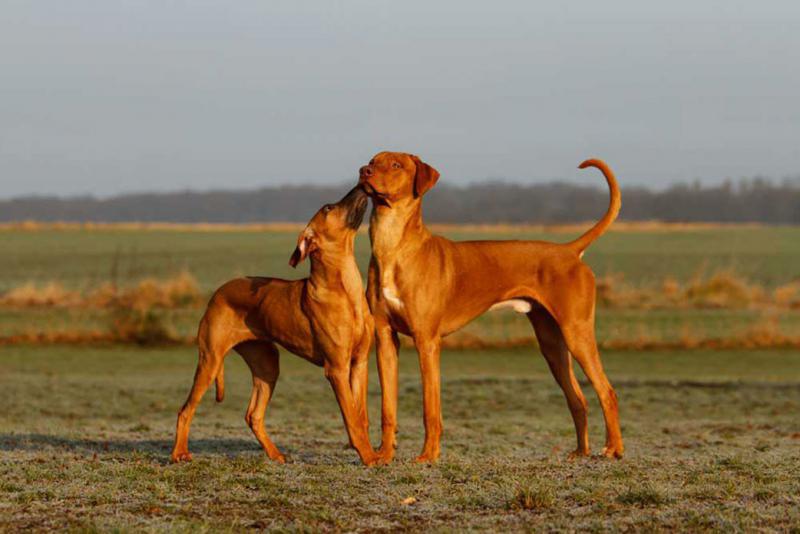 Foto: Dogs Institut