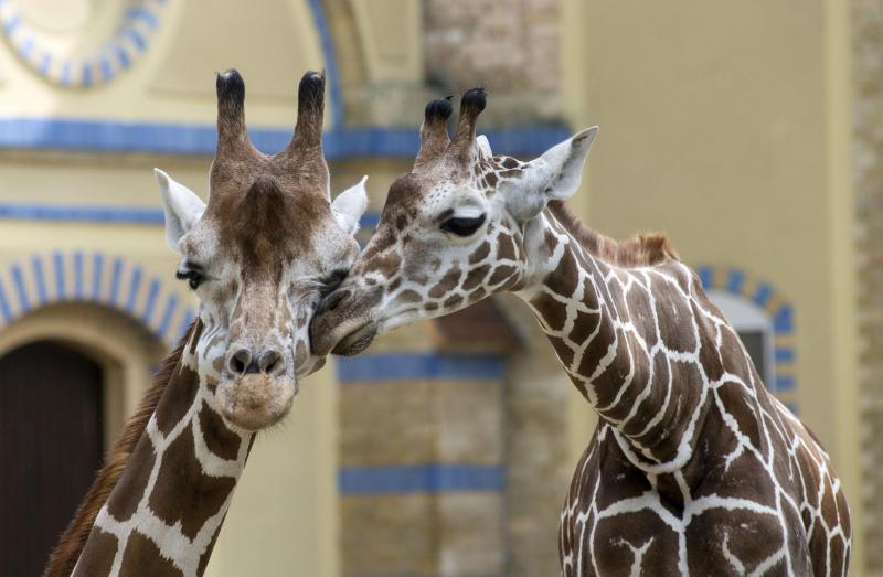 Foto: Zoologischer Garten