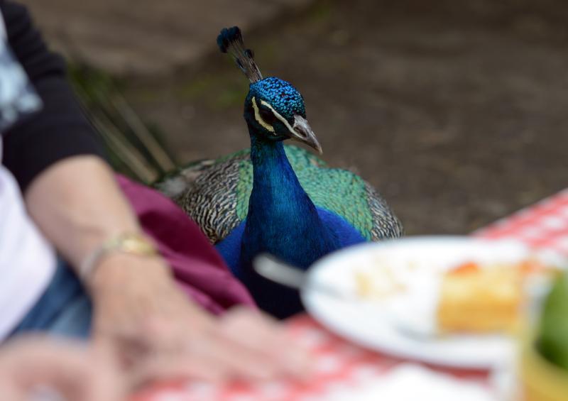 Foto: Picknick auf der Pfaueninsel