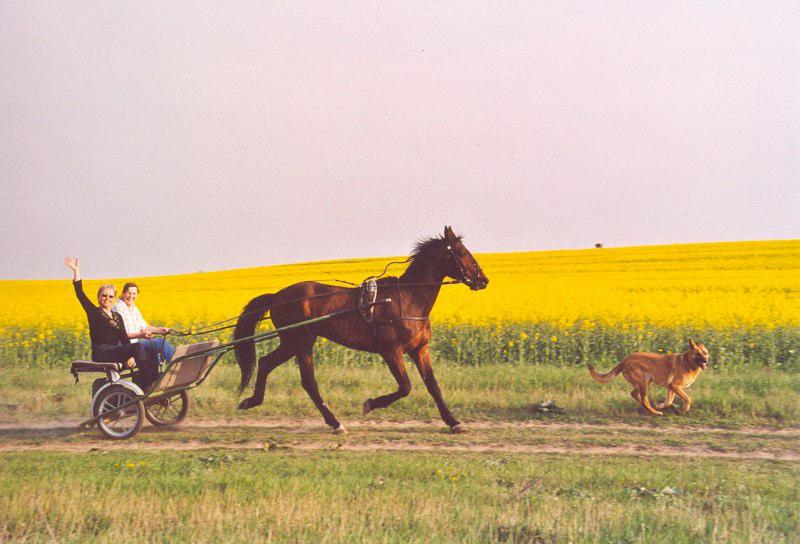 Foto: Lucky Horse Ranch Mönchsheim