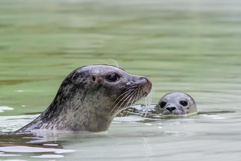 Foto: Zoo Berlin