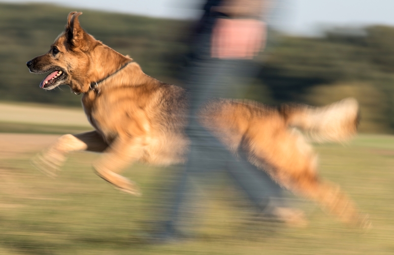 Foto: Hundeauslaufgebiet Nikolskoe