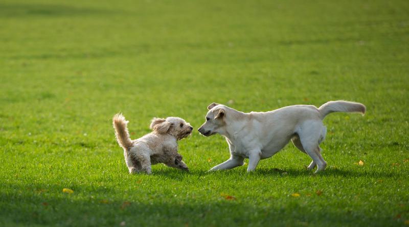 Foto: Hundewiese im Volkspark Friedrichshain