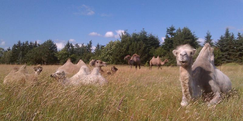 Foto: Kamelhof Nassenheide | Heidicke