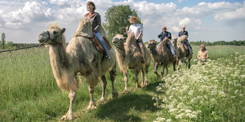 Foto: Kamelhof Nassenheide | Heidicke