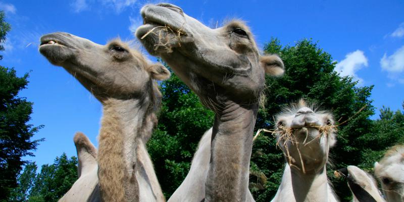 Picture: Camel riding at Kamelhof Nassenheide