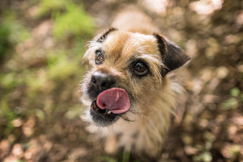 Foto: Hundeauslaufgebiet Kladow