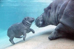 Getting Married at the Berlin Zoo